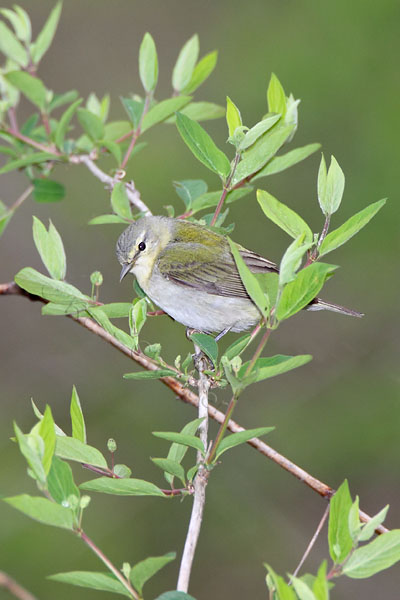 Tennessee Warbler © Russ Chantler